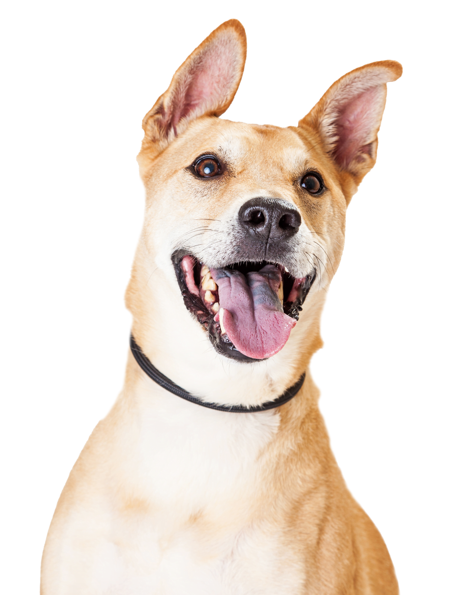dog2